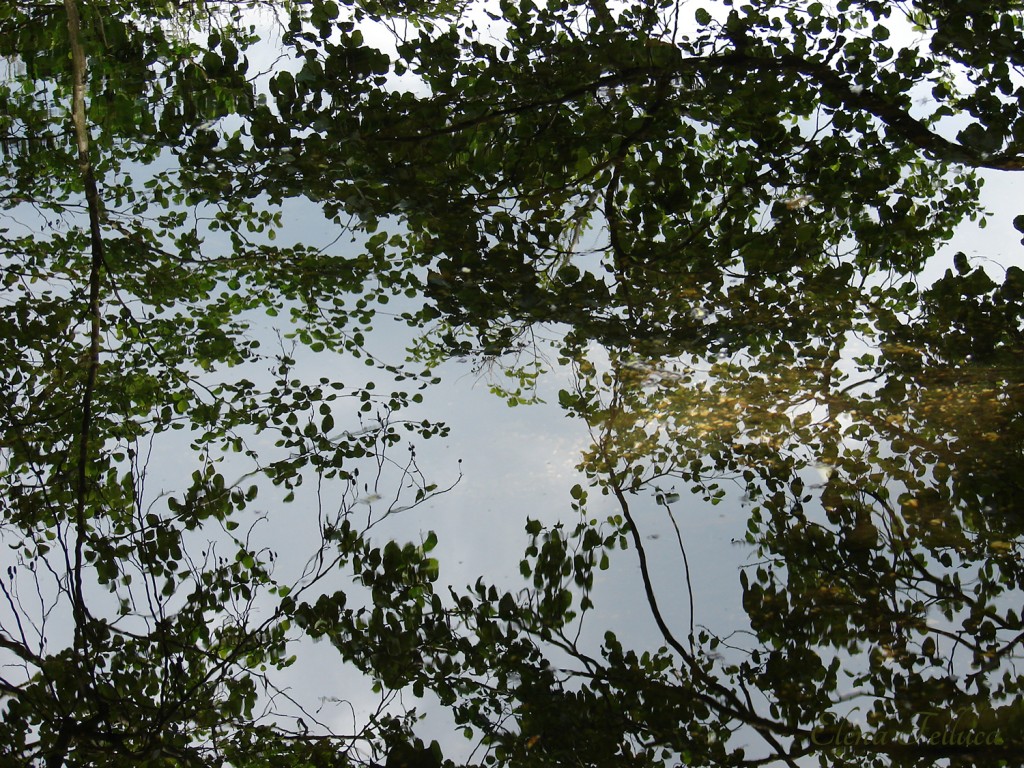Lago Sabatino, veduta nel lago. Aprile 2014.
