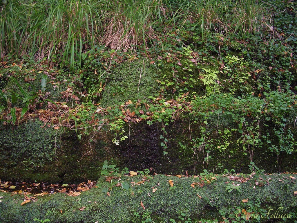 Impianto per la raccolta delle acque di epoca etrusca.